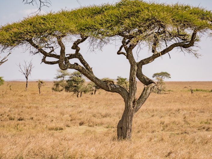 Serengeti, game drive, ngorongoro, krater, mawe, sonyalpha, safari, löwen, lion, tansania, tanzania, camp