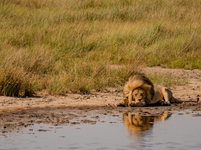 Serengeti, game drive, ngorongoro, krater, mawe, sonyalpha, safari, löwen, lion, tansania, tanzania, camp