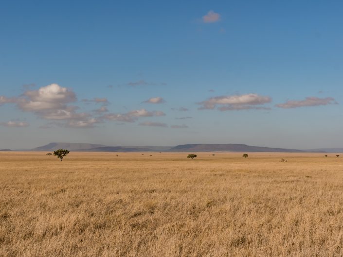 Serengeti, game drive, ngorongoro, krater, mawe, sonyalpha, safari, löwen, lion, tansania, tanzania, camp