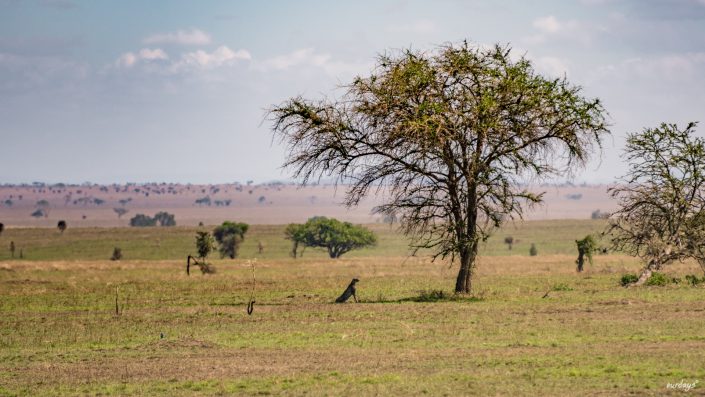 Serengeti, game drive, ngorongoro, krater, mawe, sonyalpha, safari, löwen, lion, tansania, tanzania, camp