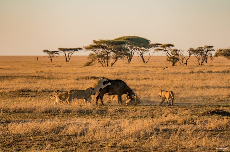 Serengeti – 86 lions in 5 days!