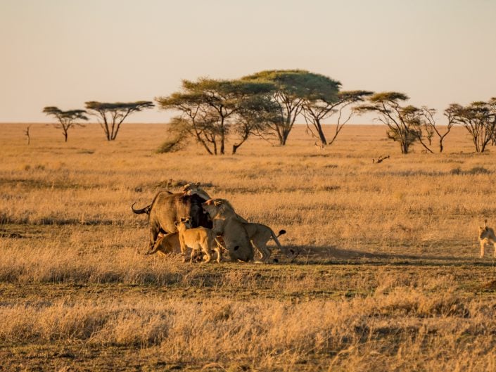 Serengeti, game drive, ngorongoro, krater, mawe, sonyalpha, safari, löwen, lion, tansania, tanzania, camp