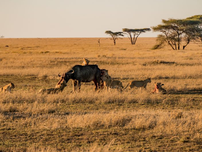 Serengeti, game drive, ngorongoro, krater, mawe, sonyalpha, safari, löwen, lion, tansania, tanzania, camp