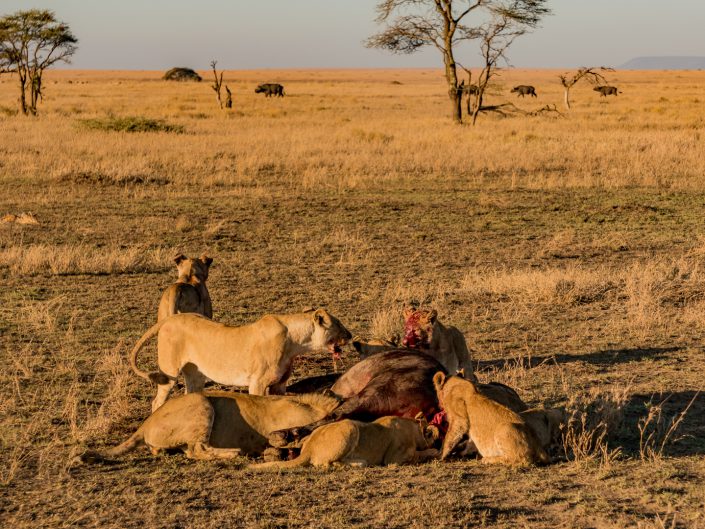 Serengeti, game drive, ngorongoro, krater, mawe, sonyalpha, safari, löwen, lion, tansania, tanzania, camp