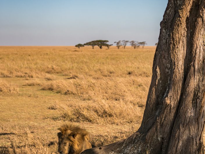 Serengeti, game drive, ngorongoro, krater, mawe, sonyalpha, safari, löwen, lion, tansania, tanzania, camp