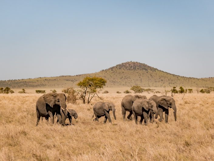 Serengeti, game drive, ngorongoro, krater, mawe, sonyalpha, safari, löwen, lion, tansania, tanzania, camp