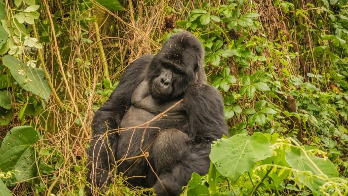 Lake Bunyonyi, Rock Resort, village, children, Kinder, Bwindi, Gorilla, tracking