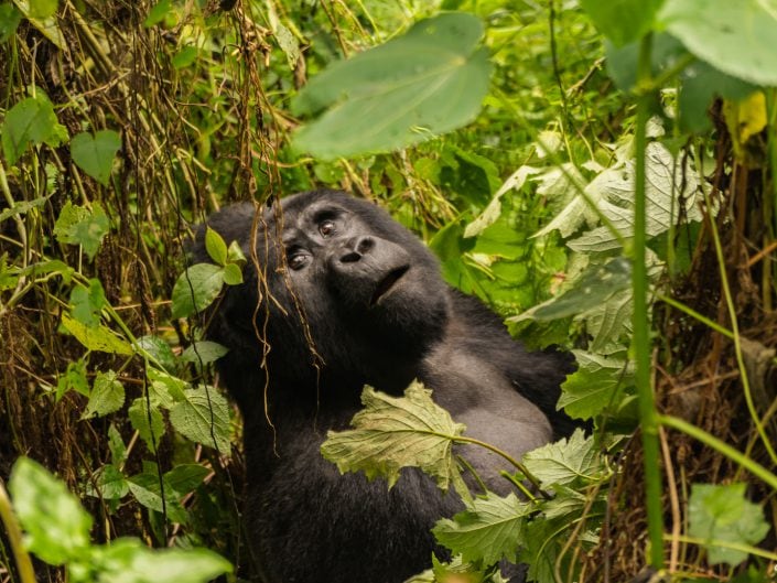 Lake Bunyonyi, Rock Resort, village, children, Kinder, Bwindi, Gorilla, tracking