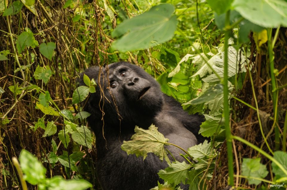 Tracking Mountain Gorillas in Uganda