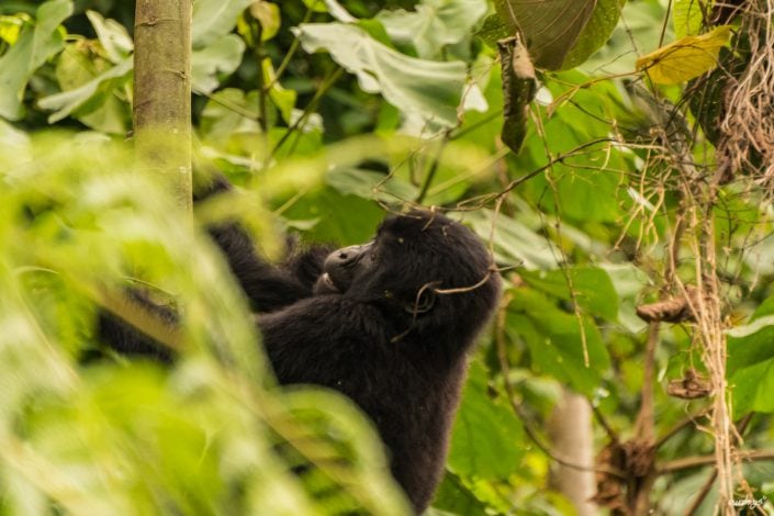 Lake Bunyonyi, Rock Resort, village, children, Kinder, Bwindi, Gorilla, tracking