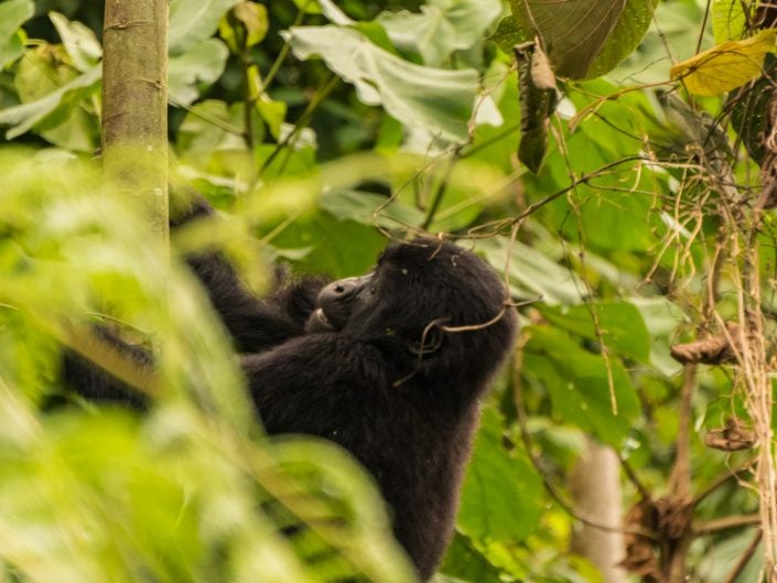 Lake Bunyonyi, Rock Resort, village, children, Kinder, Bwindi, Gorilla, tracking