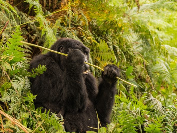 Lake Bunyonyi, Rock Resort, village, children, Kinder, Bwindi, Gorilla, tracking