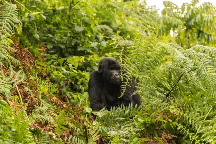 Lake Bunyonyi, Rock Resort, village, children, Kinder, Bwindi, Gorilla, tracking