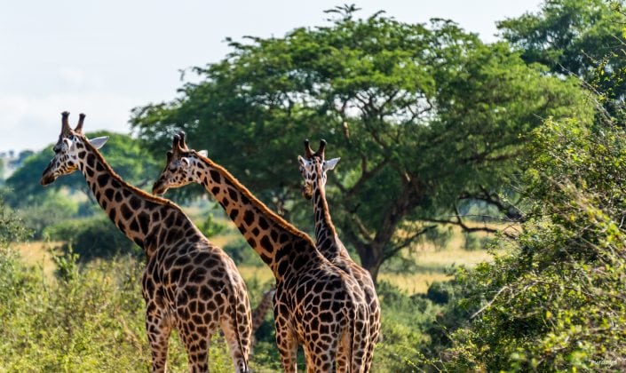 Murchison Falls, Nile Safari, Giraff, Giraffe, Elephant, Elefant, game drive, Paraa, boat trip, Lions, Löwe, safari, Guide, UWA