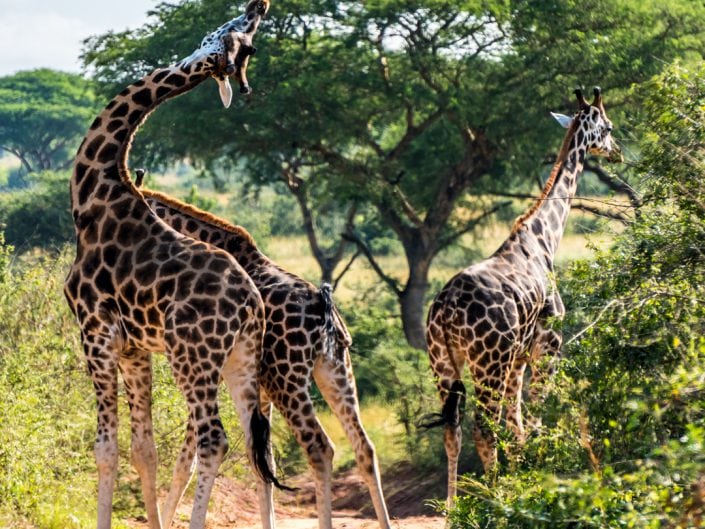 Murchison Falls, Nile Safari, Giraff, Giraffe, Elephant, Elefant, game drive, Paraa, boat trip, Lions, Löwe, safari, Guide, UWA