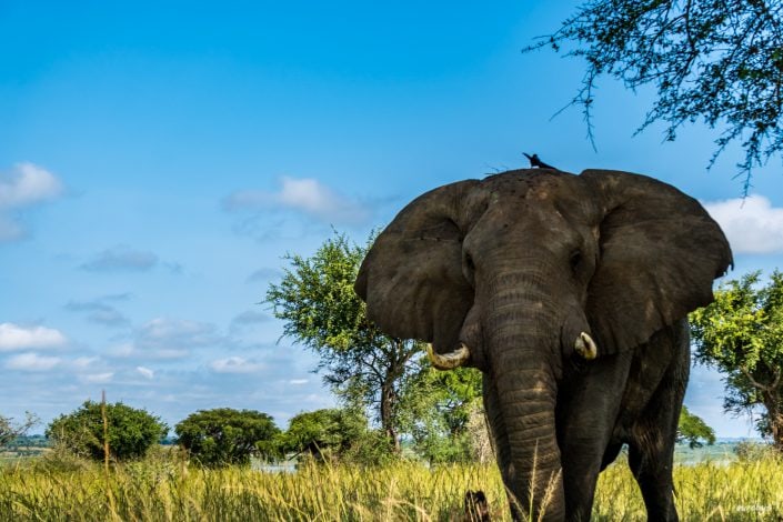 Murchison Falls, Nile Safari, Giraff, Giraffe, Elephant, Elefant, game drive, Paraa, boat trip, Lions, Löwe, safari, Guide, UWA