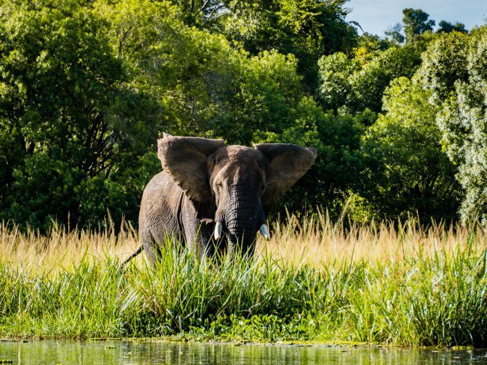 Murchison Falls, Nile Safari, Giraff, Giraffe, Elephant, Elefant, game drive, Paraa, boat trip, Lions, Löwe, safari, Guide, UWA