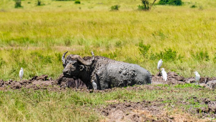 Queen Elizabeth, Katwe, Mweya Lodge, Safari, Game drive, Lions, tree, Ishasha, Kazenga, Elefants, Buffalos, Elephants, Büffel, Löwe