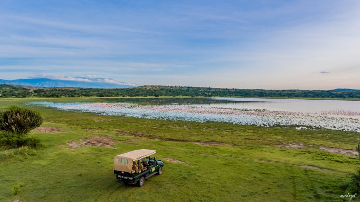 Queen Elizabeth, Katwe, Mweya Lodge, Safari, Game drive, Lions, tree, Ishasha, Kazenga, Elefants, Buffalos, Elephants, Büffel, Löwe