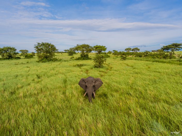 Queen Elizabeth, Katwe, Mweya Lodge, Safari, Game drive, Lions, tree, Ishasha, Kazenga, Elefants, Buffalos, Elephants, Büffel, Löwe