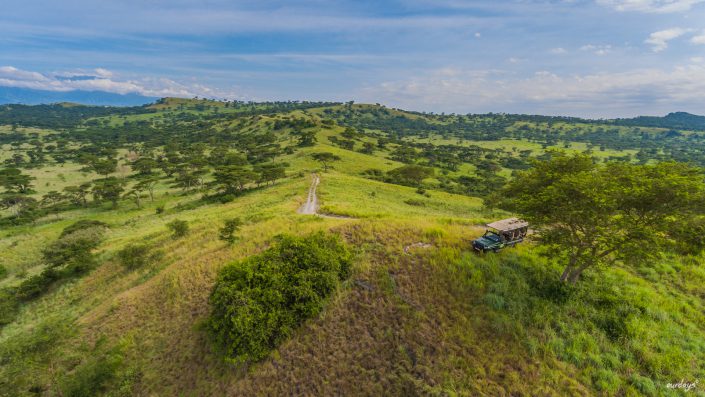 Queen Elizabeth, Katwe, Mweya Lodge, Safari, Game drive, Lions, tree, Ishasha, Kazenga, Elefants, Buffalos, Elephants, Büffel, Löwe