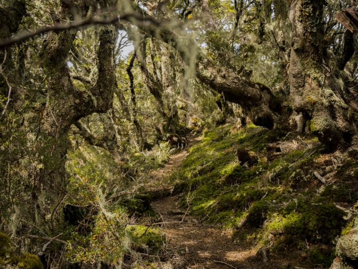 Fjordland, Te Anau, Kiwi, Fly fishing, Farm, Milford sound, keysummit, trail, hiking, wandern, fliegenfischen