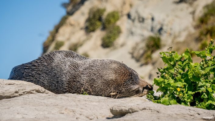 whalewatching, Wal, Waltour, Kaikoura, Delphine, Seelöwen, sealion, dolphin, Maori