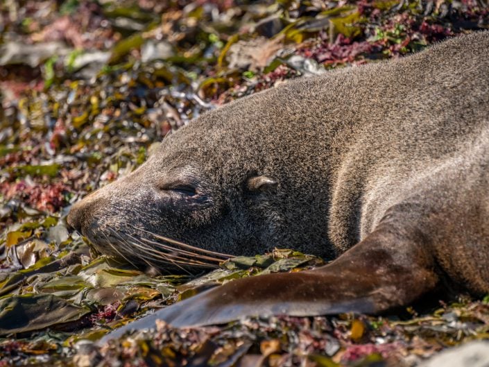 whalewatching, Wal, Waltour, Kaikoura, Delphine, Seelöwen, sealion, dolphin, Maori