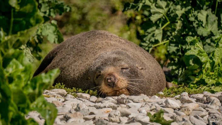 whalewatching, Wal, Waltour, Kaikoura, Delphine, Seelöwen, sealion, dolphin, Maori