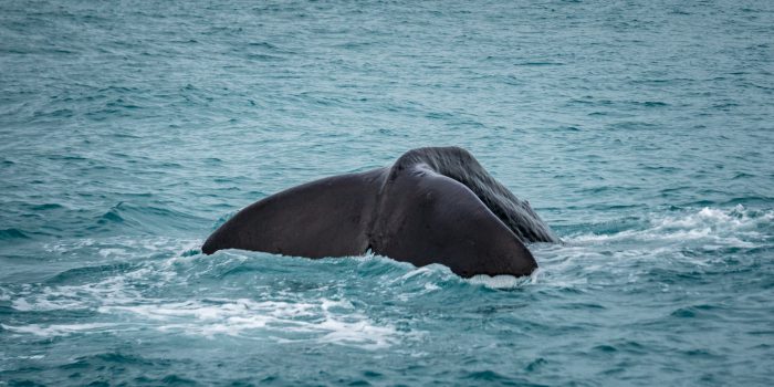 whalewatching, Wal, Waltour, Kaikoura, Delphine, Seelöwen, sealion, dolphin, Maori