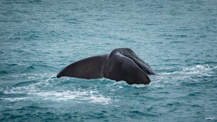 whalewatching, Wal, Waltour, Kaikoura, Delphine, Seelöwen, sealion, dolphin, Maori