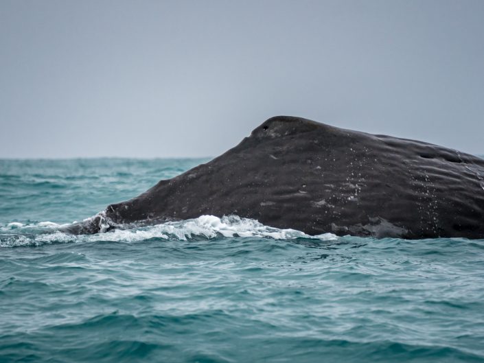 whalewatching, Wal, Waltour, Kaikoura, Delphine, Seelöwen, sealion, dolphin, Maori