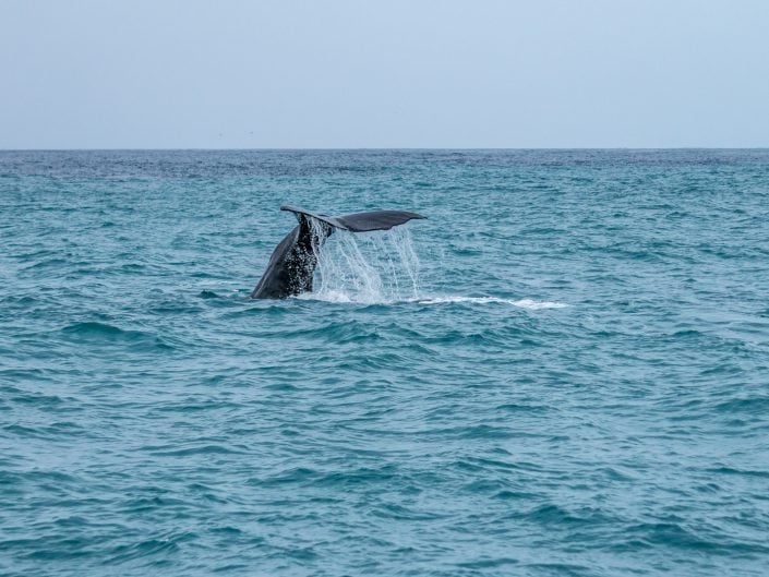 whalewatching, Wal, Waltour, Kaikoura, Delphine, Seelöwen, sealion, dolphin, Maori