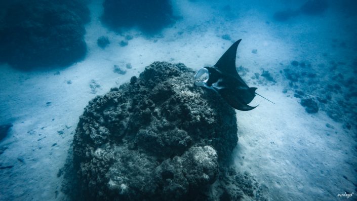 Maupiti, Gesellschaftsinseln, Strand, Sonne, Französisch Polynesien, Manta, Bora, Tahiti