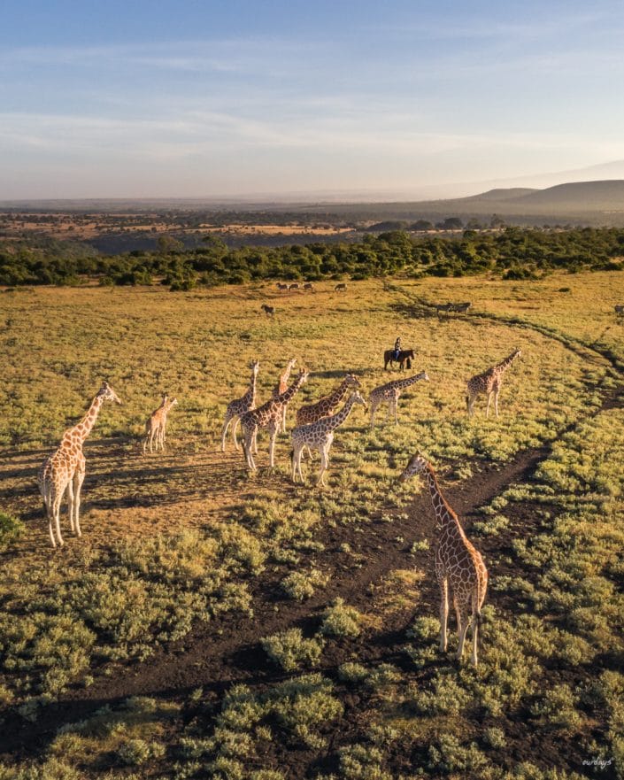 Kenya, Safari, Massai, Lion, Löwe, Aberdare, Nationalpark, Countryclub, Animals, Tiere, Ark, Leisure Camp, Eastafrica, Ostafrika, Kenia