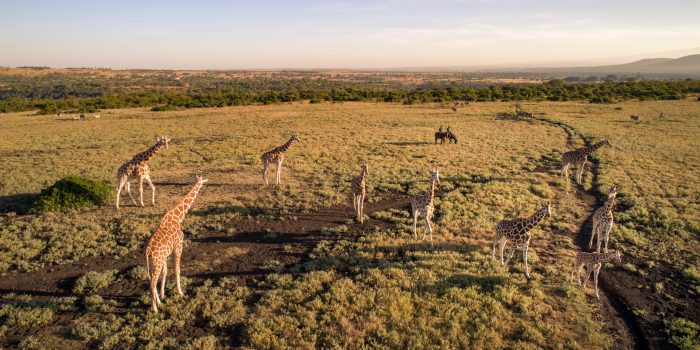 Kenya, Safari, Massai, Lion, Löwe, Aberdare, Nationalpark, Countryclub, Animals, Tiere, Ark, Leisure Camp, Eastafrica, Ostafrika, Kenia