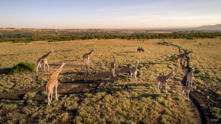 Kenya, Safari, Massai, Lion, Löwe, Aberdare, Nationalpark, Countryclub, Animals, Tiere, Ark, Leisure Camp, Eastafrica, Ostafrika, Kenia