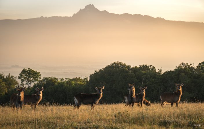 Kenya, Safari, Massai, Lion, Löwe, Aberdare, Nationalpark, Countryclub, Animals, Tiere, Ark, Leisure Camp, Eastafrica, Ostafrika, Kenia