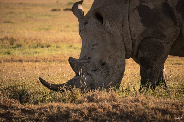 Kenya, Safari, Massai, Lion, Löwe, Aberdare, Nationalpark, Countryclub, Animals, Tiere, Ark, Leisure Camp, Eastafrica, Ostafrika, Kenia