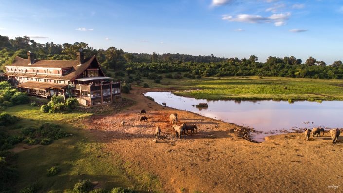 Kenya, Safari, Massai, Lion, Löwe, Aberdare, Nationalpark, Countryclub, Animals, Tiere, Ark, Leisure Camp, Eastafrica, Ostafrika, Kenia