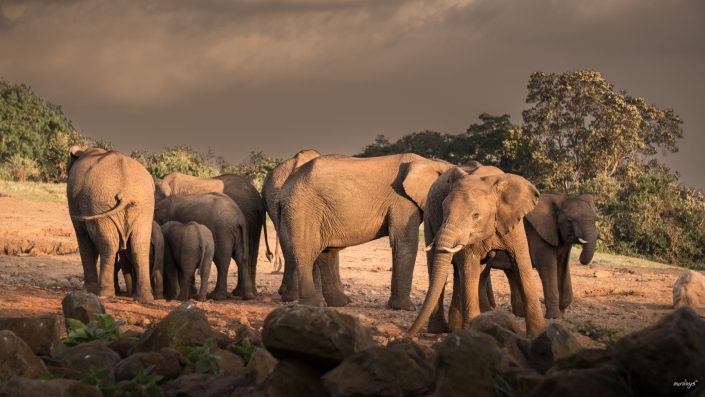 Kenya, Safari, Massai, Lion, Löwe, Aberdare, Nationalpark, Countryclub, Animals, Tiere, Ark, Leisure Camp, Eastafrica, Ostafrika, Kenia