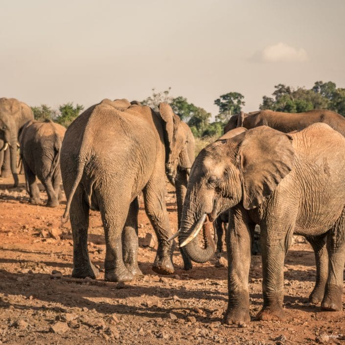 Kenya, Safari, Massai, Lion, Löwe, Aberdare, Nationalpark, Countryclub, Animals, Tiere, Ark, Leisure Camp, Eastafrica, Ostafrika, Kenia