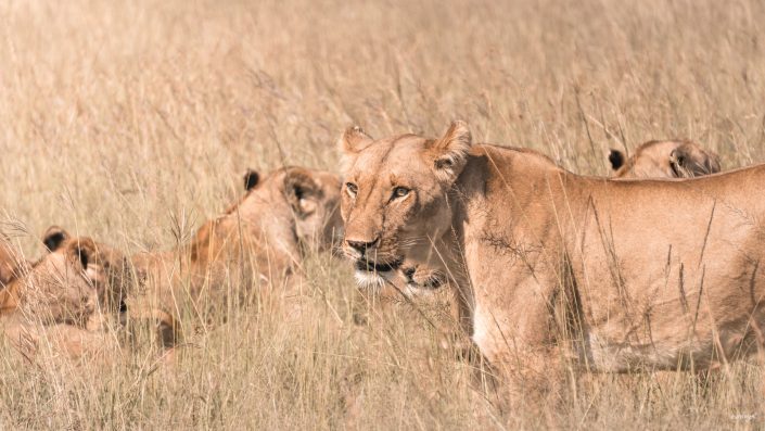 Kenya, Safari, Massai, Lion, Löwe, Aberdare, Nationalpark, Countryclub, Animals, Tiere, Ark, Leisure Camp, Eastafrica, Ostafrika, Kenia