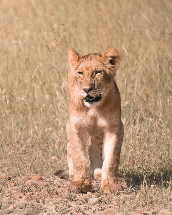 Kenya, Safari, Massai, Lion, Löwe, Aberdare, Nationalpark, Countryclub, Animals, Tiere, Ark, Leisure Camp, Eastafrica, Ostafrika, Kenia