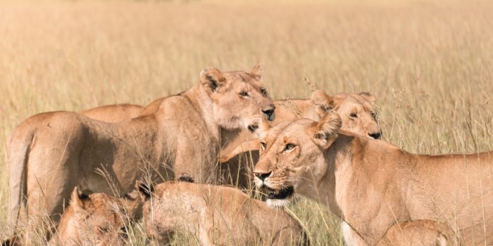 Kenya, Safari, Massai, Lion, Löwe, Aberdare, Nationalpark, Countryclub, Animals, Tiere, Ark, Leisure Camp, Eastafrica, Ostafrika, Kenia