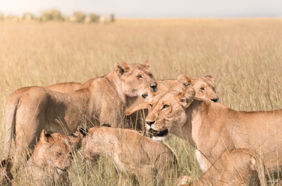 Mara Leisure Camp, Kenya!