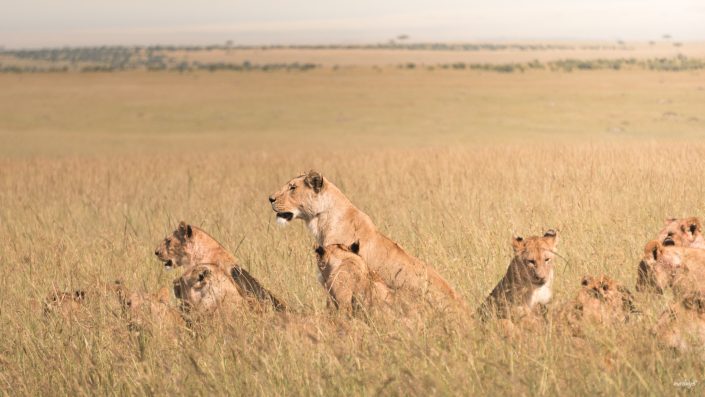 Kenya, Safari, Massai, Lion, Löwe, Aberdare, Nationalpark, Countryclub, Animals, Tiere, Ark, Leisure Camp, Eastafrica, Ostafrika, Kenia