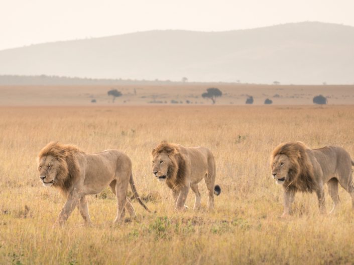 Kenya, Safari, Massai, Lion, Löwe, Aberdare, Nationalpark, Countryclub, Animals, Tiere, Ark, Leisure Camp, Eastafrica, Ostafrika, Kenia