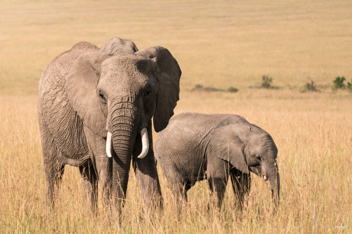 Kenya, Safari, Massai, Lion, Löwe, Aberdare, Nationalpark, Countryclub, Animals, Tiere, Ark, Leisure Camp, Eastafrica, Ostafrika, Kenia