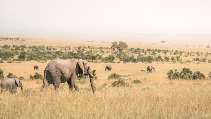 Kenya, Safari, Massai, Lion, Löwe, Aberdare, Nationalpark, Countryclub, Animals, Tiere, Ark, Leisure Camp, Eastafrica, Ostafrika, Kenia